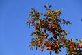 Many red apples on the branches of an apple tree among green leaves under the morning sun against a blue sky Royalty Free Stock Photo