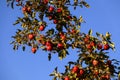 Many red apples on the branches of an apple tree among green leaves under the morning sun against a blue sky Royalty Free Stock Photo