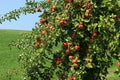 Many red apples hang from an apple tree Royalty Free Stock Photo