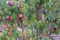 Many red apples on the tree. Autumn harvest concept, eco products. Close-up, selective focus Royalty Free Stock Photo