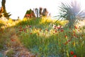 Beautiful poppies at sunset. Green grass and palm. South flora. Royalty Free Stock Photo