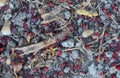 Many red beetles on the ground