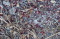 Many red beetles on the ground Royalty Free Stock Photo
