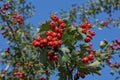 many red berries of dogwood on branches with green leaves Royalty Free Stock Photo