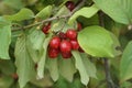 many red berries of dogwood on branches Royalty Free Stock Photo