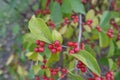 Many red berries in the leafage of Lonicera maackii