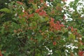 Many on red berries of viburnum on branches