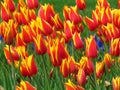 Many red blooming Tulips with sharp petals Aladin kind, and yellow edges. Tulip field.  Beautiful spring flower. Royalty Free Stock Photo