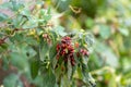 Many red bugs on a leaf of grass Royalty Free Stock Photo