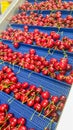 Red cherries in packhouse in New Zealand Royalty Free Stock Photo