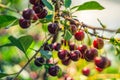 Many red cherry with branch on tree Royalty Free Stock Photo