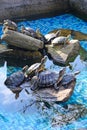 Many red-eared water turtles bask in the sun in the pool