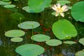 Lotus pond in summer Royalty Free Stock Photo