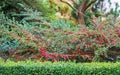 Many red fruits on the branches of a cotoneaster horizontalis bush in the garden in autumn Royalty Free Stock Photo