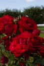 Many red garden roses hips on branch in summer garden in sunshine, gorgeous flower in full bloom closeup vertical photo