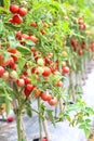 Many red and green tomatoes hanging on tree in vegetables farm Royalty Free Stock Photo