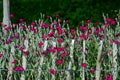 Many red little flowers grow out from behind a simple wooden garden fence, in nature outdoors Royalty Free Stock Photo