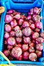 Many Red Onions in Blue Plastic Crate