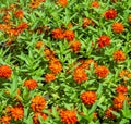 Many red orange Zinnia elegans or common zinnia flowers view from above Royalty Free Stock Photo