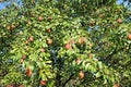 Many red pear fruit on the branches Royalty Free Stock Photo