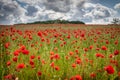 Many red poppies stand on a field