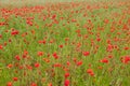 Many red poppies stand on a field