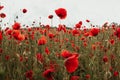 Many red poppies stand on a field