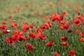 Many red poppy flowers grow on the green meadow. The sun shines in summer Royalty Free Stock Photo