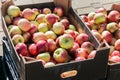 Many red ripe apples in cardboard boxes on the market. Collection and sale of apple