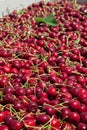 Many red ripe cherries in a bin ready to be packaged for sale Royalty Free Stock Photo