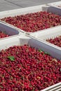 Many red ripe cherries in a bin ready to be packaged for sale