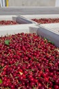 Many red ripe cherries in a bin ready to be packaged for sale