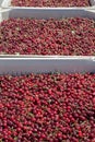 Many red ripe cherries in a bin ready to be packaged for sale