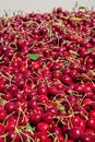 Many red ripe cherries in a bin ready to be packaged for sale