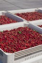 Many red ripe cherries in a bin ready to be packaged for sale