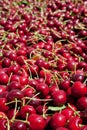 Many red ripe cherries in a bin ready to be packaged for sale