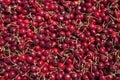 Many red ripe cherries in a bin ready to be packaged for sale