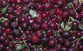 Many red ripe cherry berries Royalty Free Stock Photo