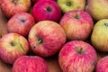 Many red ripe tasty fresh juicy red organic apples with imerfections on wooden table surface at home yard garden. Autumn fruit Royalty Free Stock Photo