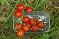 Many red ripe tomatoes on a branch lie in a white transparent plastic box Royalty Free Stock Photo