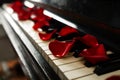 Many red rose petals on piano keys, closeup. Space for text Royalty Free Stock Photo