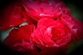 Many red roses on a branch, on the rosebush. Royalty Free Stock Photo