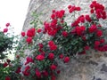Red roses climbing the wall of an old stone tower Royalty Free Stock Photo