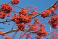 Many Red Rowan berries bunchs on tree branch