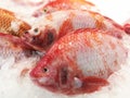 Many Red Snappers on ice stall for sale Royalty Free Stock Photo