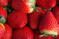 Many red strawberries close up still Royalty Free Stock Photo