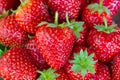 Photo of background made from many red juicy fresh strawberries Royalty Free Stock Photo