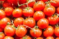 Many red tomatoes Royalty Free Stock Photo