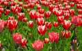 Many red tulips