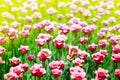 Many red tulips flowers on blurred sunny background close up, pink tulips on blooming summer field, spring green meadow blossom Royalty Free Stock Photo